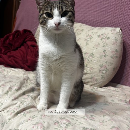 Photo de chat perdu à Soresina