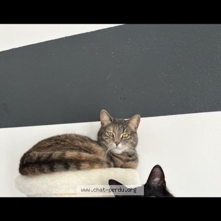 Photo de chat perdu à Douchy Les Mines