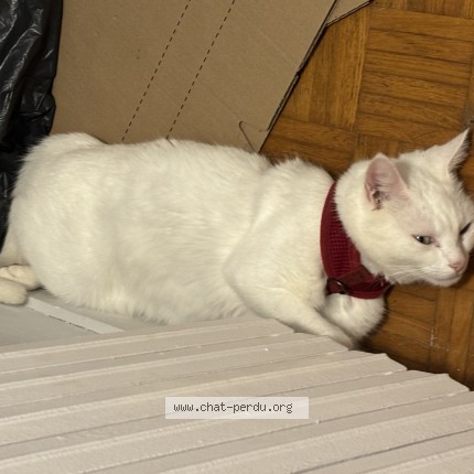 Photo de chat perdu à Saint Pol De Leon