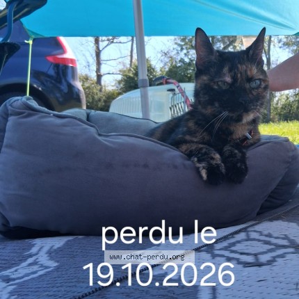 Photo de chat perdu à Bornel
