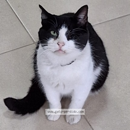Photo de chat perdu à Santa Comba