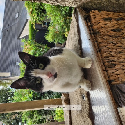 Photo 1/1 lilou Chat perdu à Lisieux