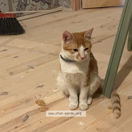 Photo de chat perdu à Cros De Georand