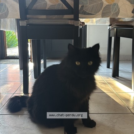 Photo 1/1 Chat retrouvé Perdu à Nievroz