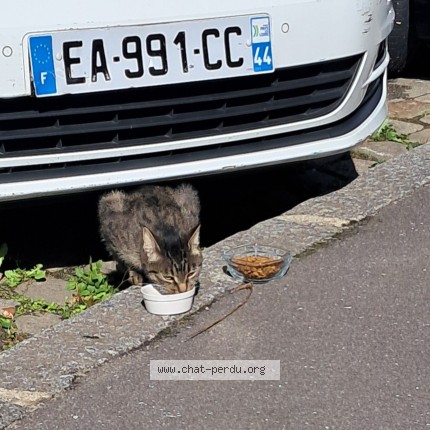 Photo de chat trouvé à Nantes