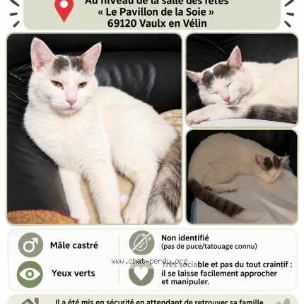 Photo 1/1 Chat trouvé Trouvé à Vaulx En Velin La Soie