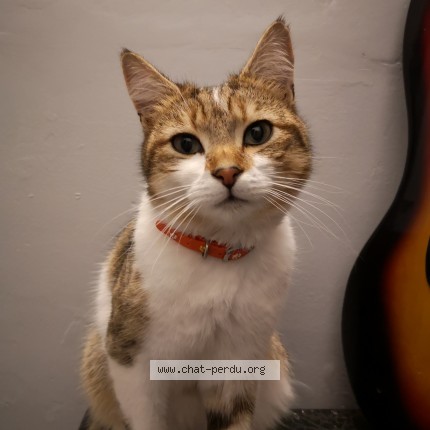 Photo de chat perdu à Ville Houdlemont