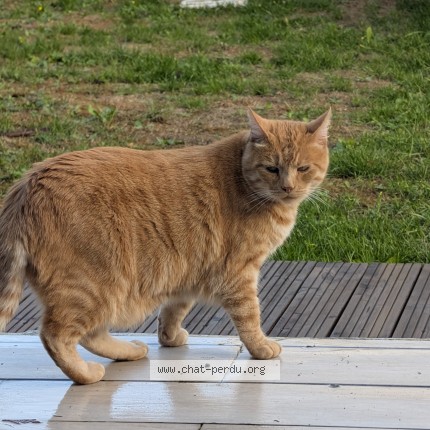 Photo de chat trouvé à Saint Germain Sur Morin