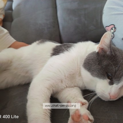 Photo de chat trouvé à Noisy Le Sec