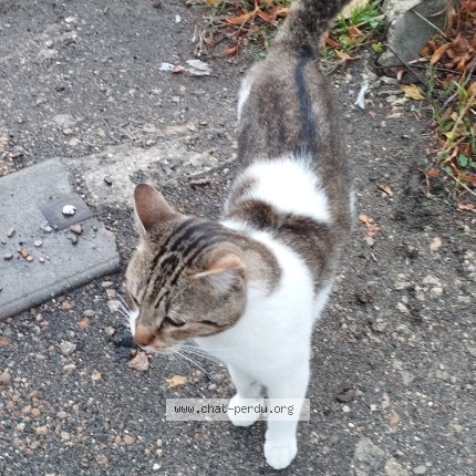 Photo de chat trouvé à Stains