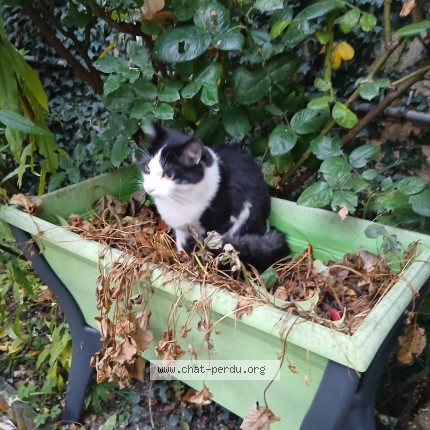 Photo 1/1 Chat trouvé Trouvé à Chalons En Champagne