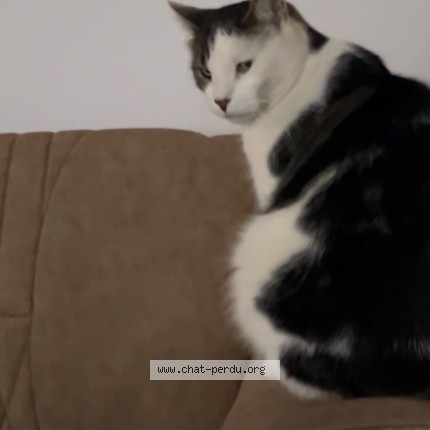 Photo de chat perdu à Valenton