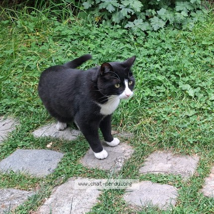 Photo 1/1 Gino Chat perdu à Montreuil