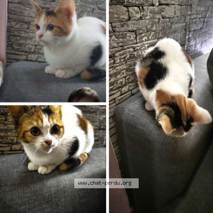 Photo de chat trouvé à Amilly