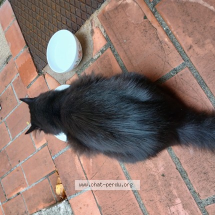Photo de chat trouvé à Toulouse