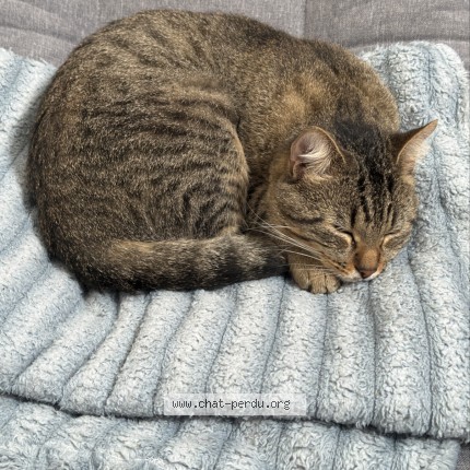 Photo de chat trouvé à Avignon