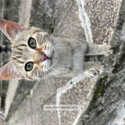 Photo de chat trouvé à Charansat