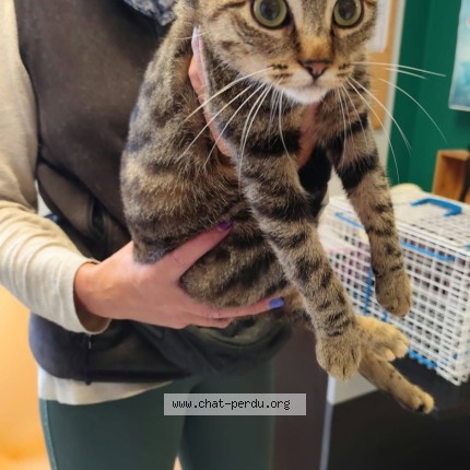 Photo de chat trouvé à Montauban