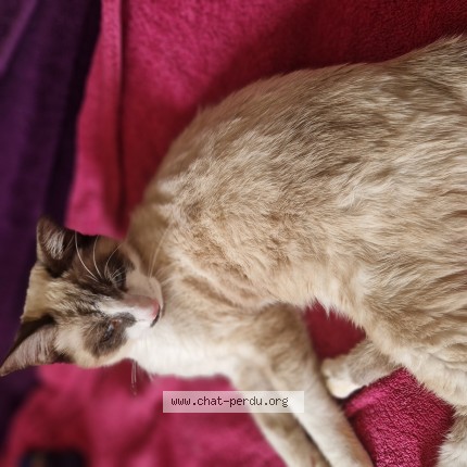Photo 1/1 Chat trouvé Trouvé à Moissy Cramayel