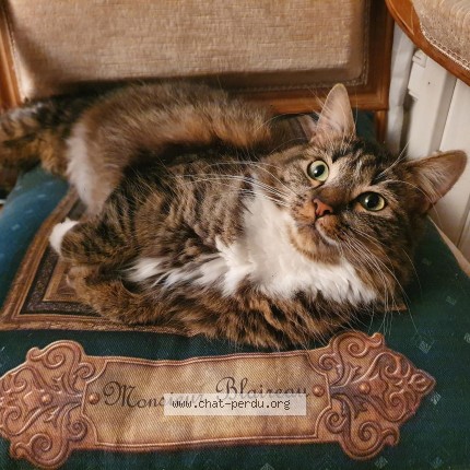 Photo de chat perdu à Paris