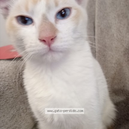Photo de chat trouvé à Tecamac