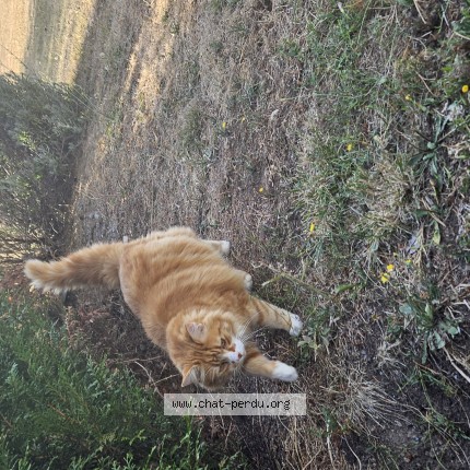 Photo 1/1 GARFIELD Chat perdu à Eguzon Chantome