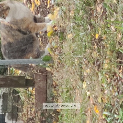 Photo de chat trouvé à Mery Sur Oise