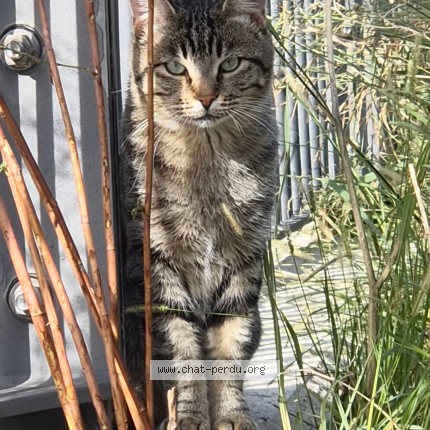 Photo 1/1 Chat trouvé Trouvé à Marseille