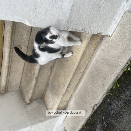 Photo 1/1 Chat trouvé Trouvé à Perigueux Le Toulon