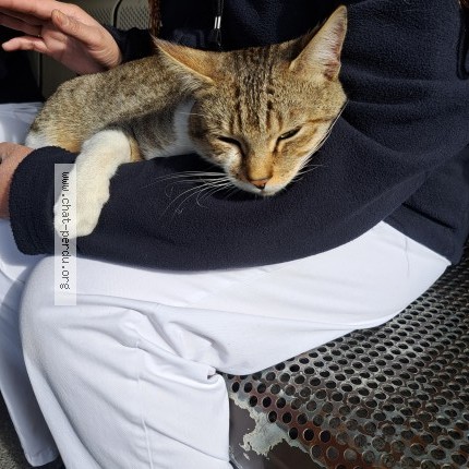 Photo 1/1 On sais pas Chat perdu à Saint Denis