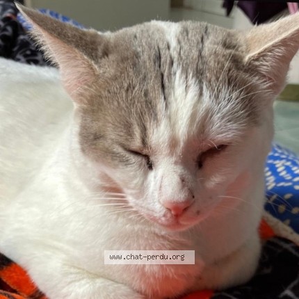 Photo de chat perdu à Jouy Le Moutier