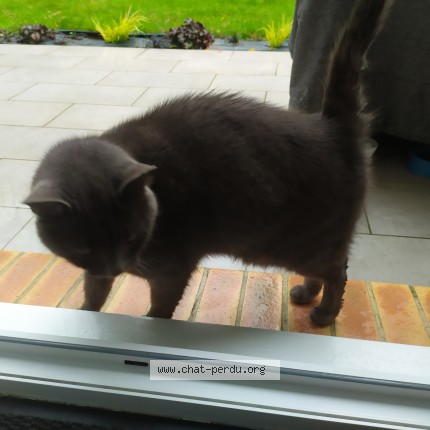 Photo 1/1 Chat trouvé Trouvé à Notre Dame De Bondeville
