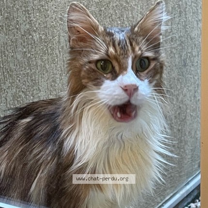 Photo 1/1 Chat trouvé Trouvé à Montpellier