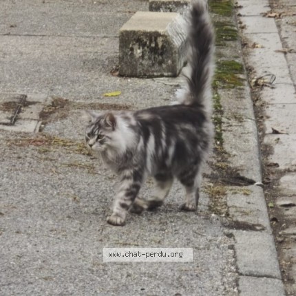 Photo 1/1 Chat trouvé Trouvé à Saint Martin D Heres