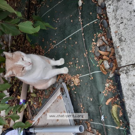 Photo de chat trouvé à L Isle Jourdain