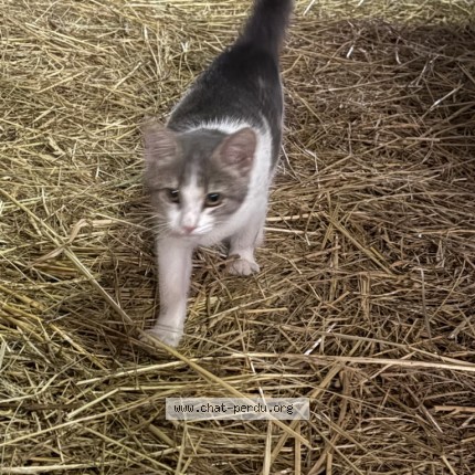 Photo de chat trouvé à Uhlwiller