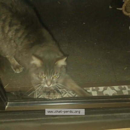 Photo 1/1 Chat trouvé Trouvé à Viry Chatillon