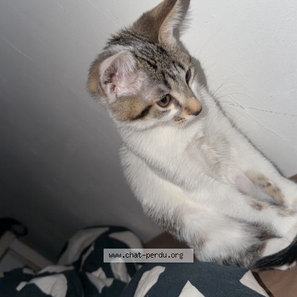 Photo de chat perdu à Montlucon