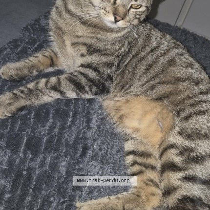 Photo 1/1 Tomu Chat perdu à Villeparisis