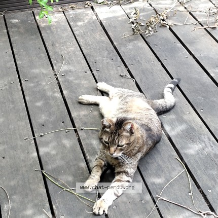 Photo 1/1 Tippi Chat perdu à Marseille