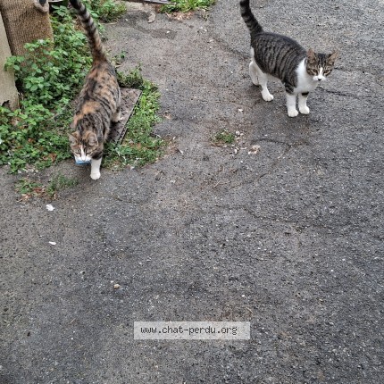 Photo de chat trouvé à Auterive