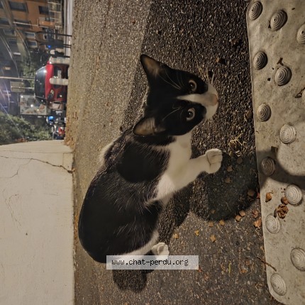 Photo de chat trouvé à Toulouse