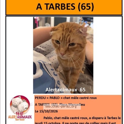 Photo 1/1 pablo Chat perdu à Tarbes
