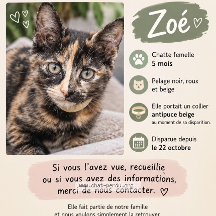 Photo de chat perdu à Saint Chrisol