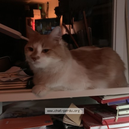 Photo 5/5 Simba Chat perdu à Rabastens De Bigorre