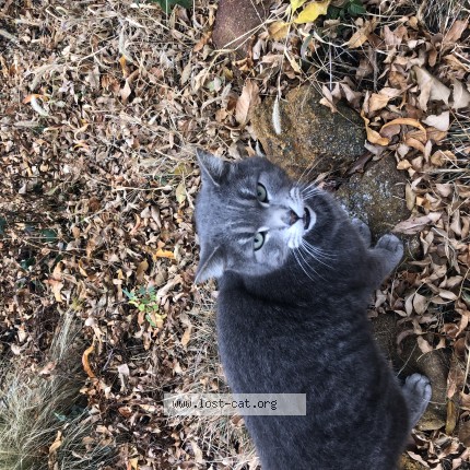 Photo de chat trouvé à Colorado Springs