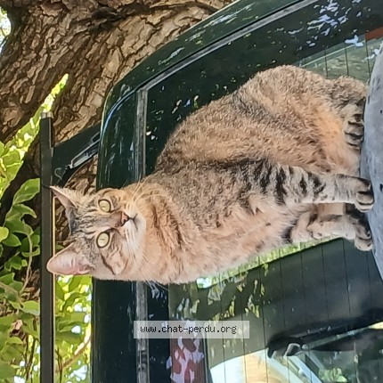 Photo de chat perdu à Barjac