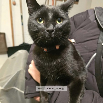Photo de chat trouvé à Quebec