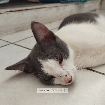 Photo de chat trouvé à Remire Montjoly