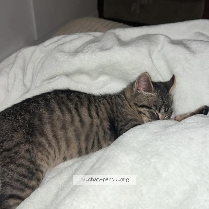 Photo de chat trouvé à L Assomption